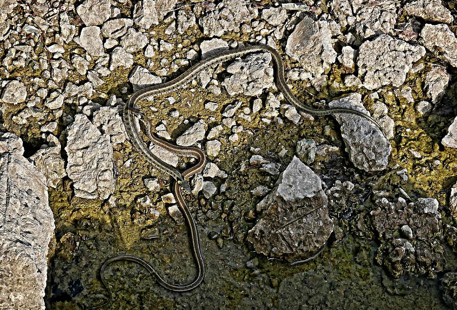 Grass snakes on rocks Photograph by Martin Smith