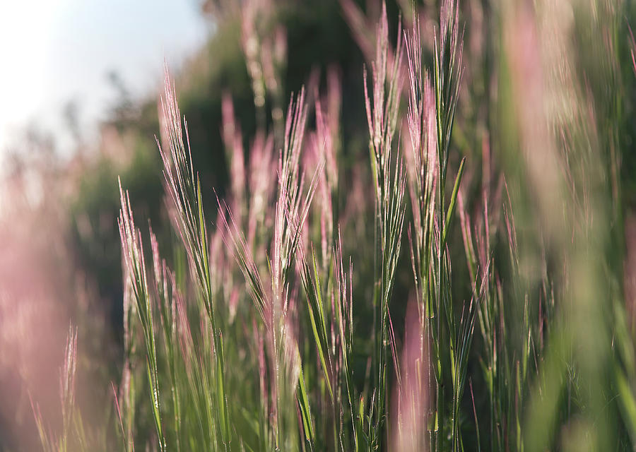 Grass Photograph by Steven Keys