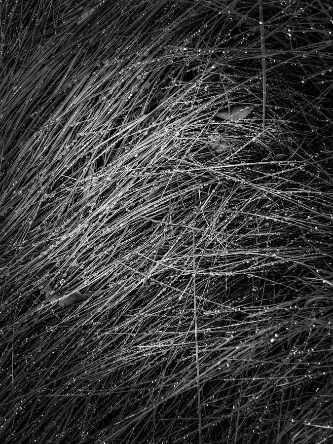 Grass Texture In Black And White Photograph by Tim LA - Fine Art America