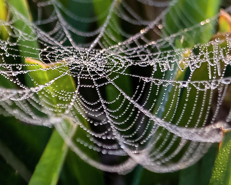 Grass Web Pearls Photograph by C. Fredrickson Photography