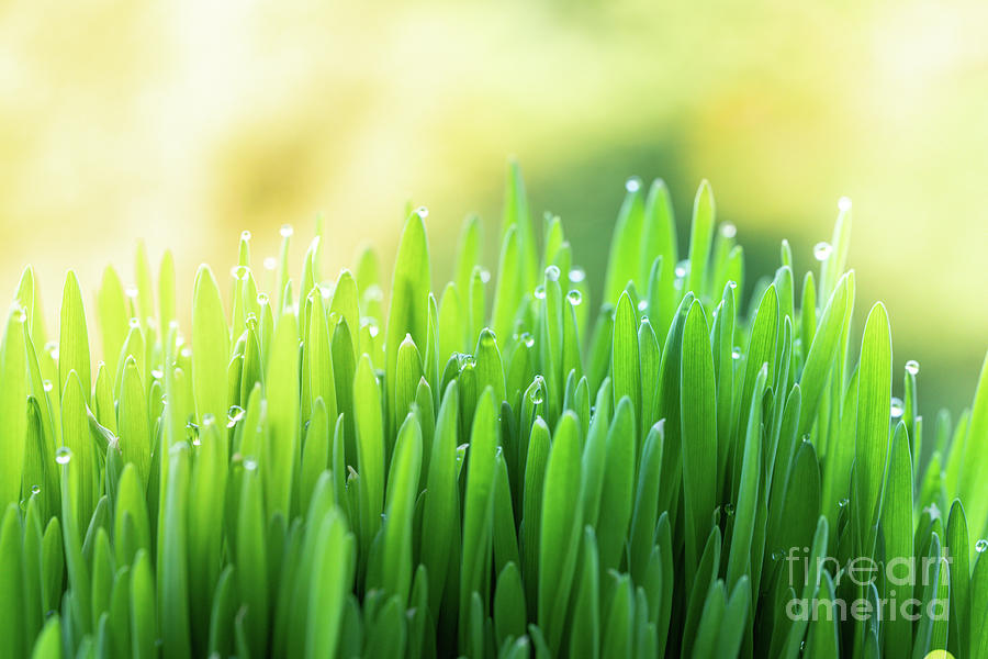 Grass With Dew Drops Photograph by Wladimir Bulgar/science Photo Library