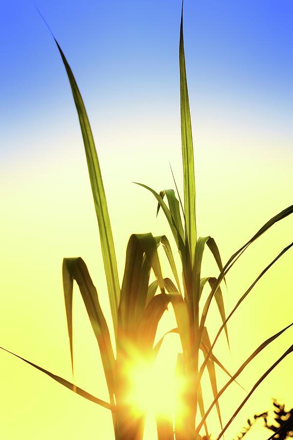 Grass With Sunset Photograph by Alubalish
