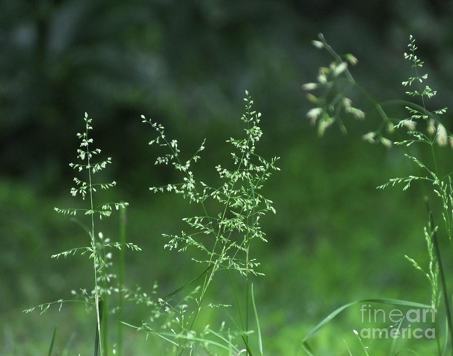 Grasses 6 Photograph by Lizi Beard-Ward
