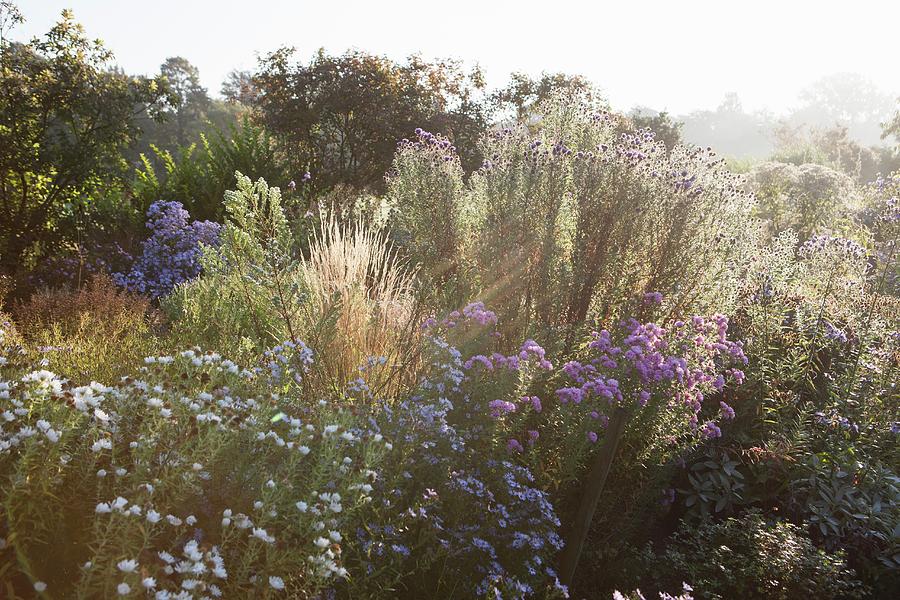 Grasses And Winter Asters In Low Sunlight In Rural Surroundings Photograph by Sibylle Pietrek