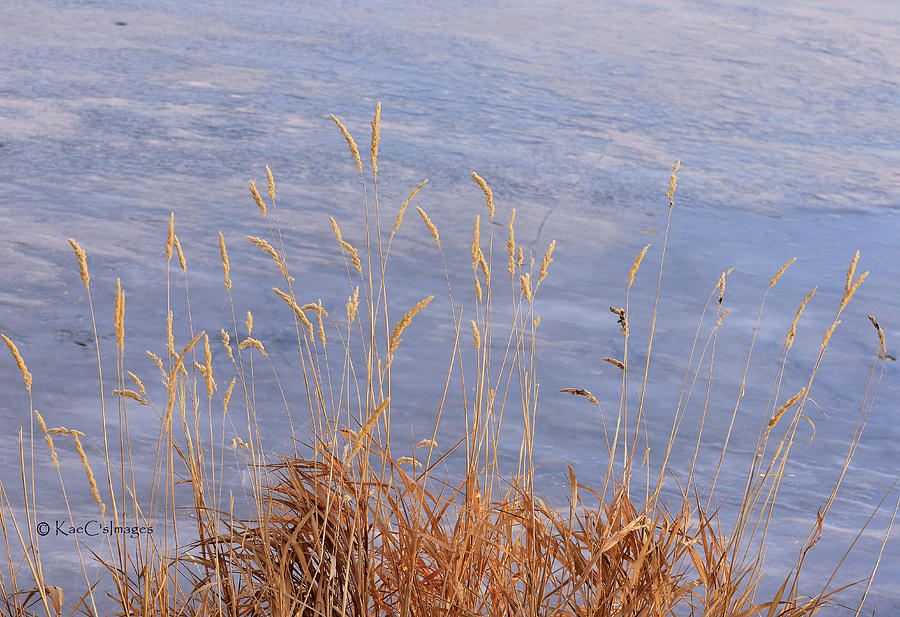Grasses by the Lake Photograph by Kae Cheatham