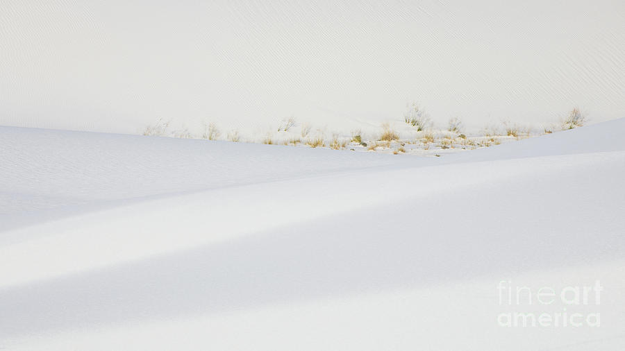 Grasses In White Sands Photograph by Doug Sturgess