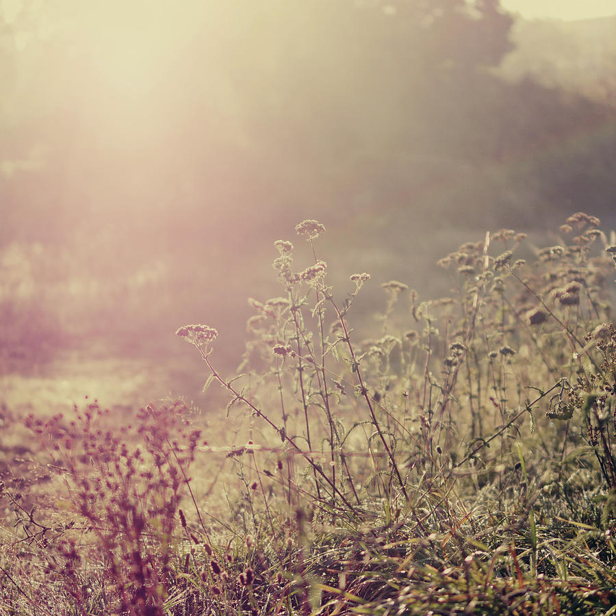 Grasses by Kirstin Mckee