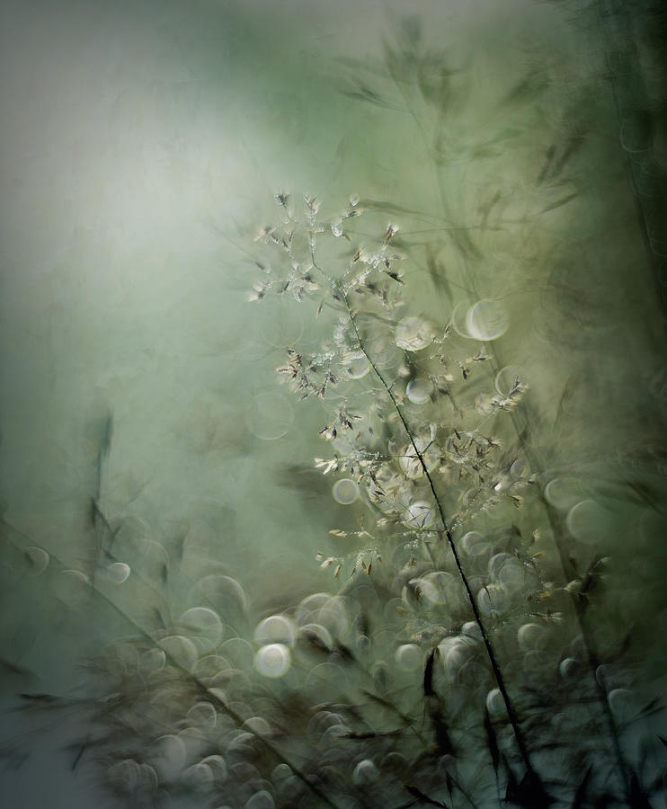Grasses Photograph by Nel Talen