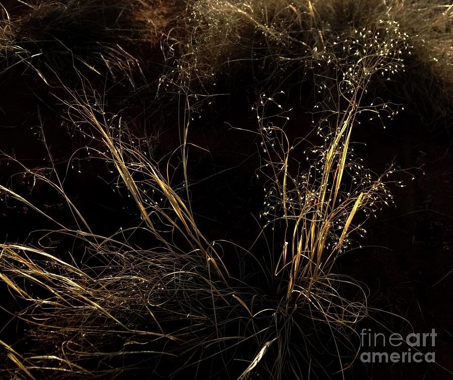 Grasses of Light Photograph by Marcia Lee Jones