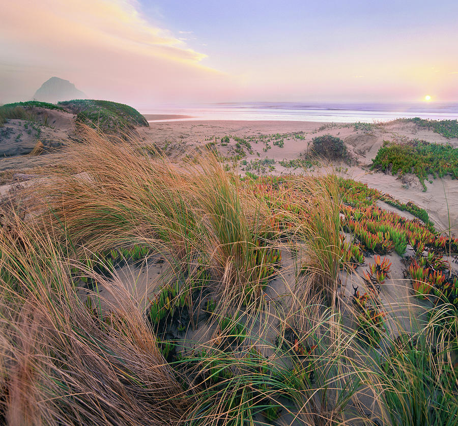 Grasses On Dunes, Morro Rock, Morro Bay, California Photograph by Tim Fitzharris