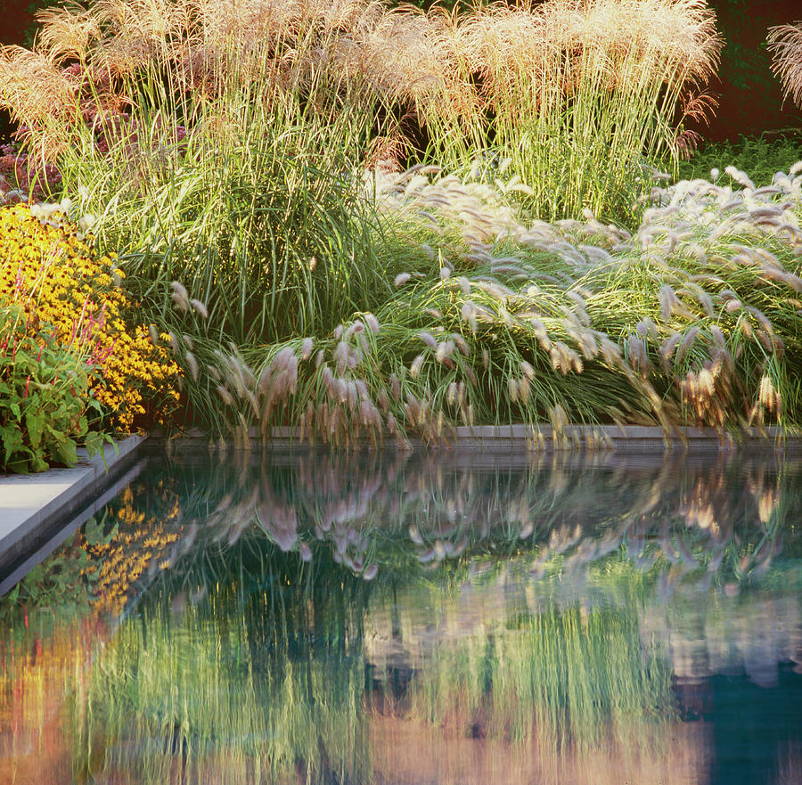 Grasses With Pool Edge Photograph by Richard Felber