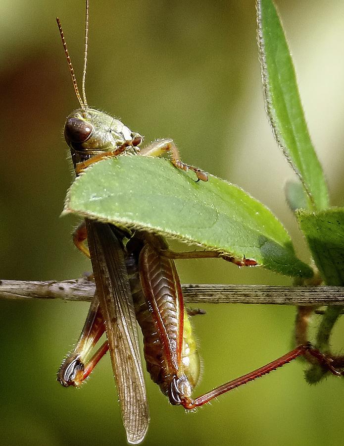 Insects Photograph - Grasshopper 2 by Richard Xuereb