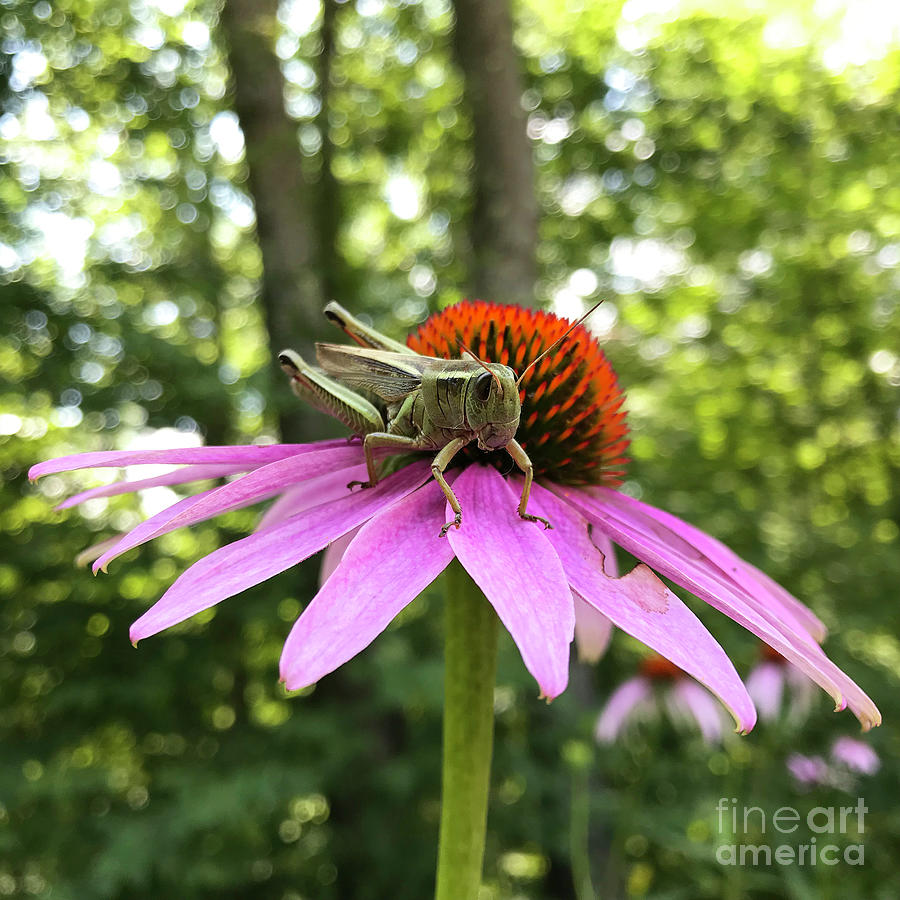Grasshopper and Echinacea 1 Photograph by Amy E Fraser