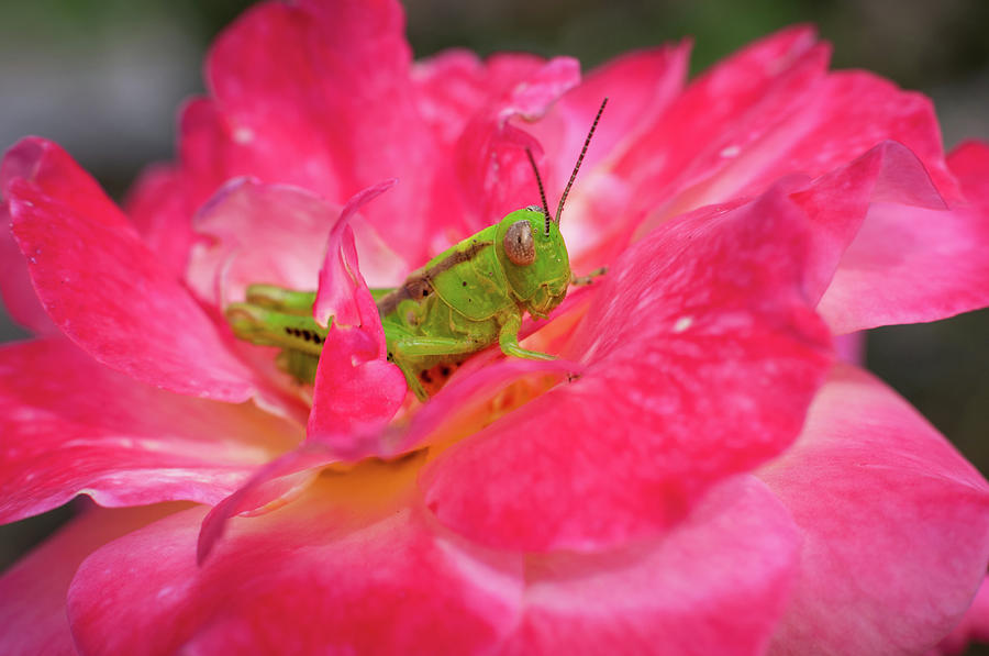 Grasshopper and Rose Photograph by Todd Henson