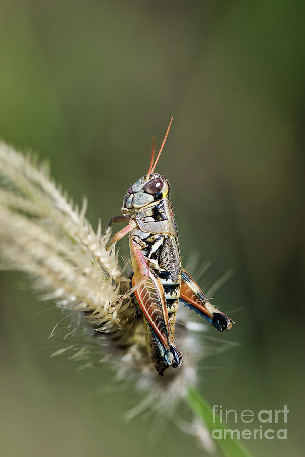 Grasshopper Atop Fingergrass Photograph