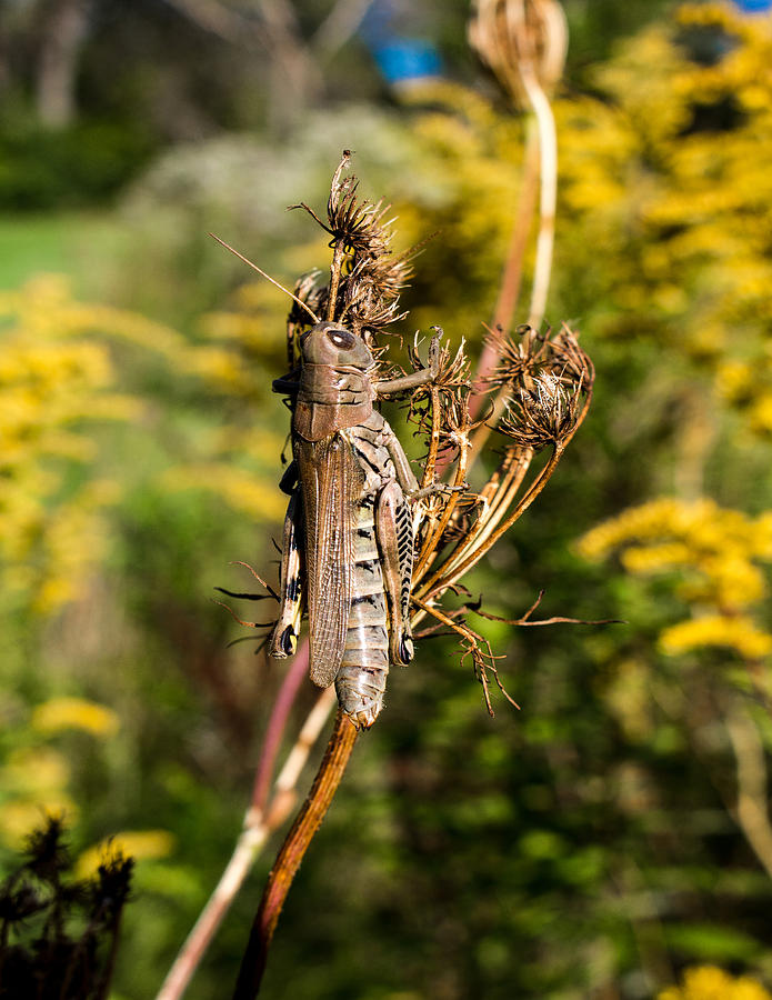 Grasshopper Photograph by Charles Duax