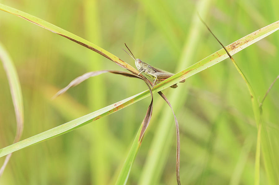 Grasshopper Clinging To A Blade Of Grass Withered Photograph