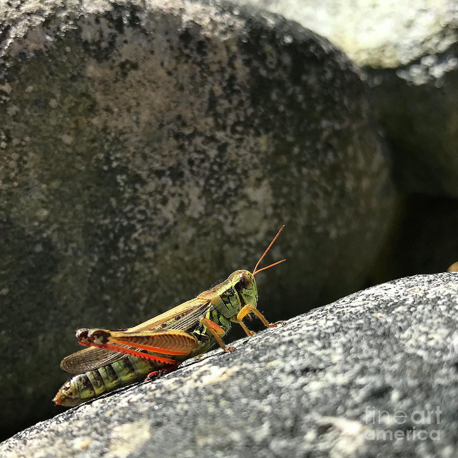 Grasshopper Composition Photograph by Amy E Fraser