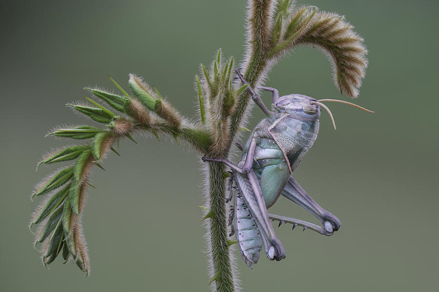 Grasshopper Photograph - Grasshopper by Dao Tan Phat