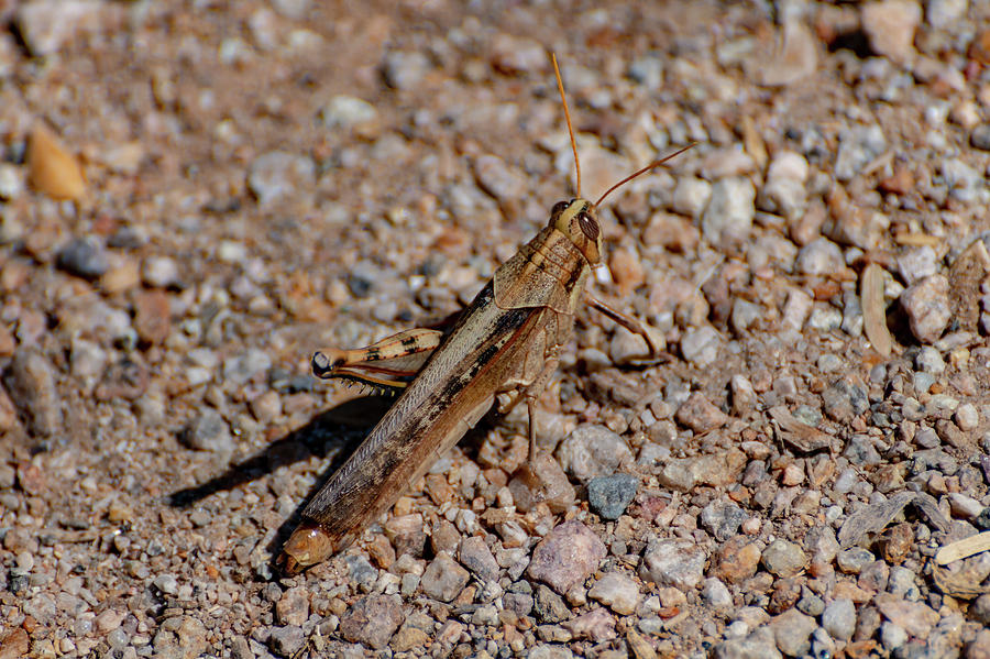 Grasshopper Photograph by Douglas Killourie