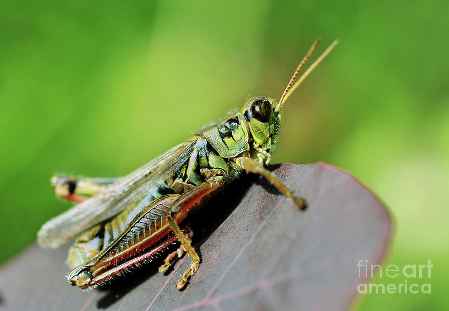 Grasshopper Photograph by Elaine Manley