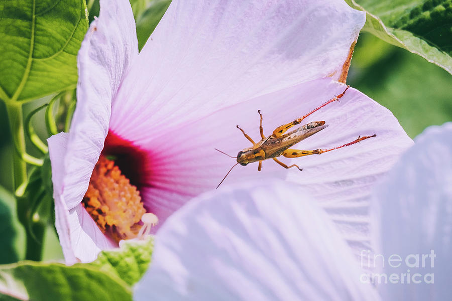 Grasshopper Finds a Flower. Photograph Photograph by Stephen Geisel