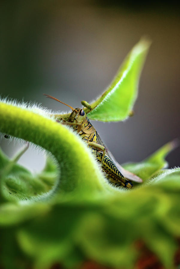 Nature Photograph - Grasshopper Hiding Within Sunflower Leaves Outside In A Garden by Cavan Images