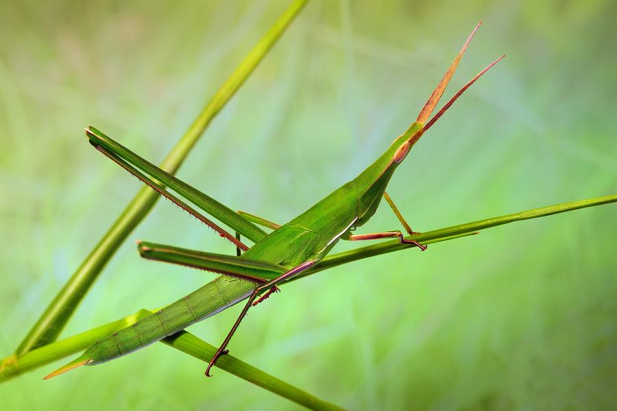 Grasshopper Photograph - Grasshopper by Jimmy Hoffman