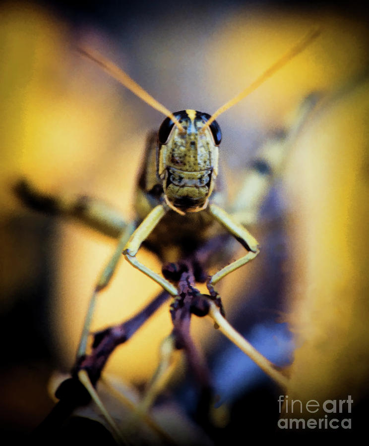 Grasshopper Photograph by Jon Burch Photography