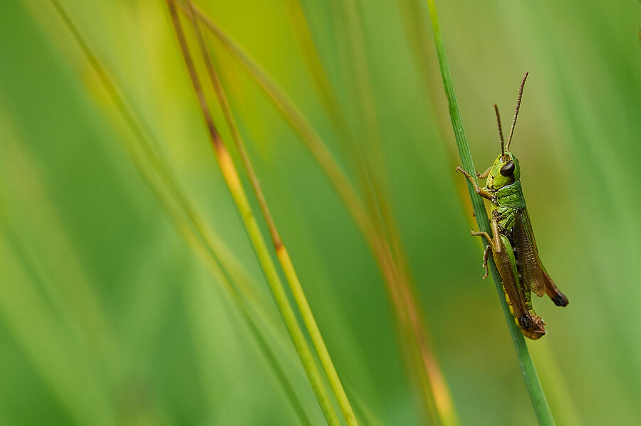 Insects Photograph - Grasshopper by Luc Baekelandt
