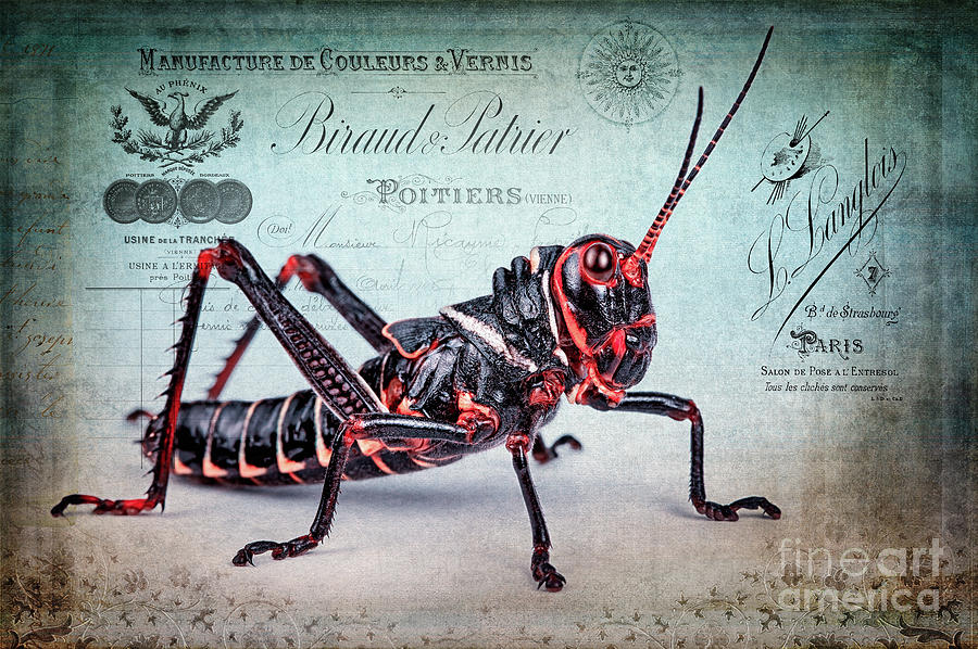 Grasshopper by Marco Fischer Grasshopper by Marco Fischer