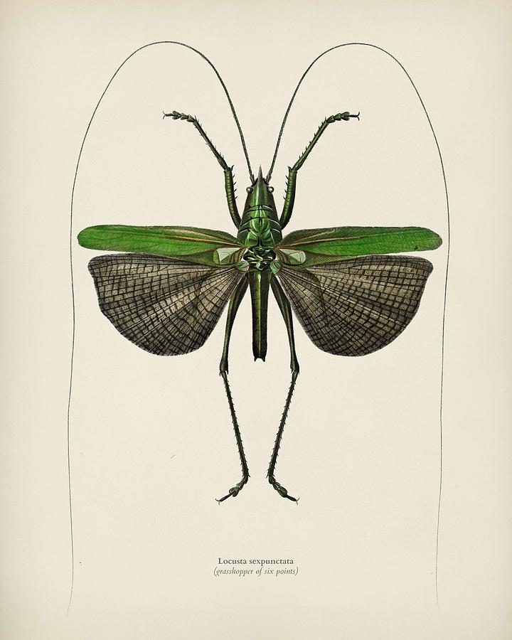 Grasshopper Painting - Grasshopper of six points  Locusta sexpunctata  illustrated by Charles Dessalines D Orbigny  1806 1 by Celestial Images