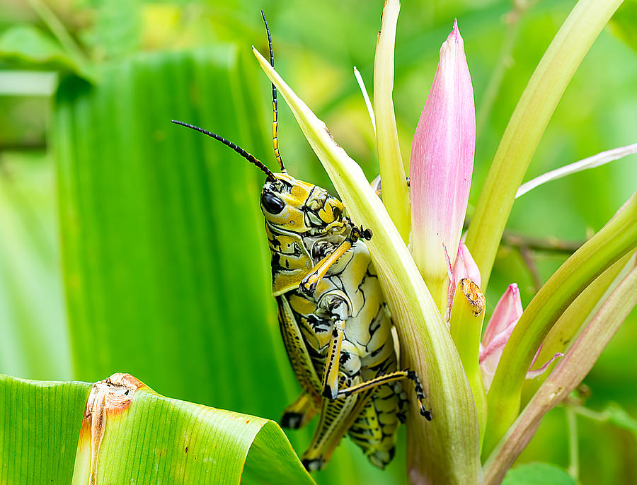 Grasshopper on Flower Photograph by Kenneth Albin