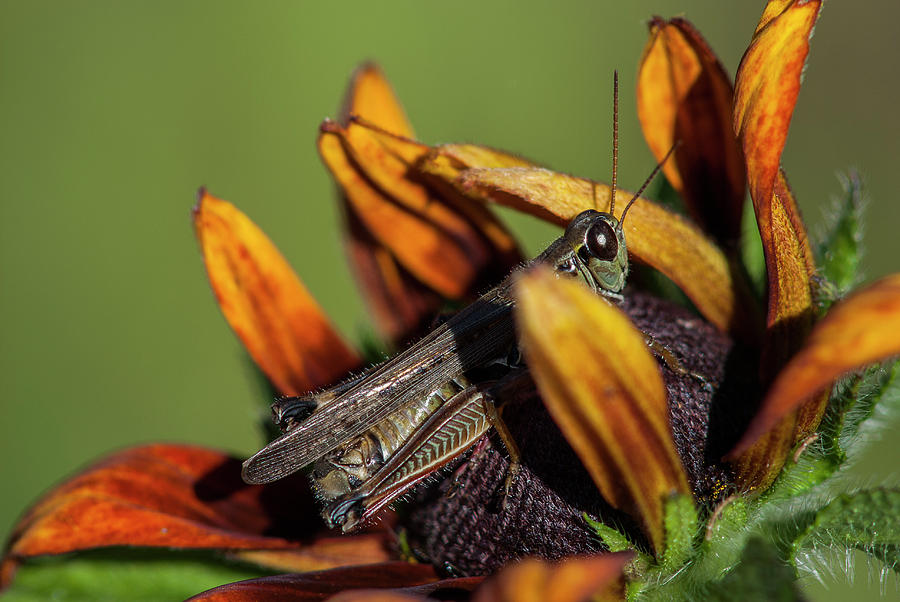 Grasshopper on Rudbeckia Photograph by Robert Potts