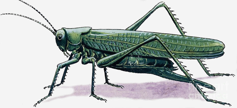 Grasshopper Painting by Rb Davis