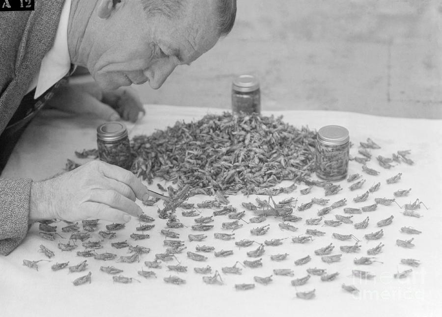 Grasshopper Researcher Examining Photograph by Bettmann