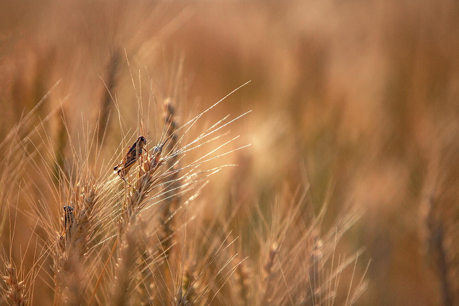 Grasshopper Wheat Photograph by Todd Klassy