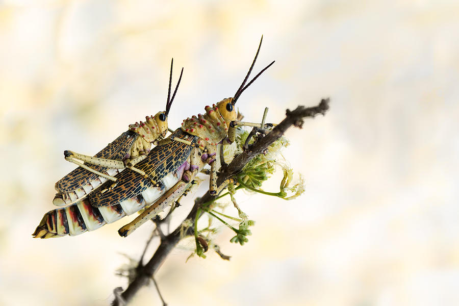Grasshopper Photograph - Grasshoppers Mating by Bart Michiels