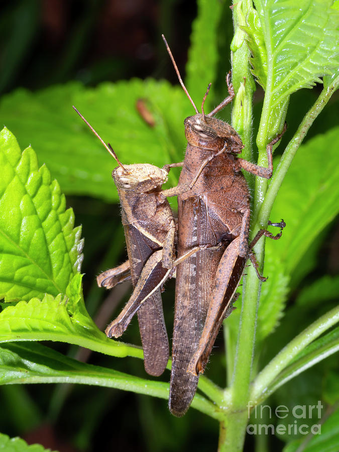 Grasshoppers Mating In The Rainforest Photograph By Dr Morley Read Science Photo Library Pixels