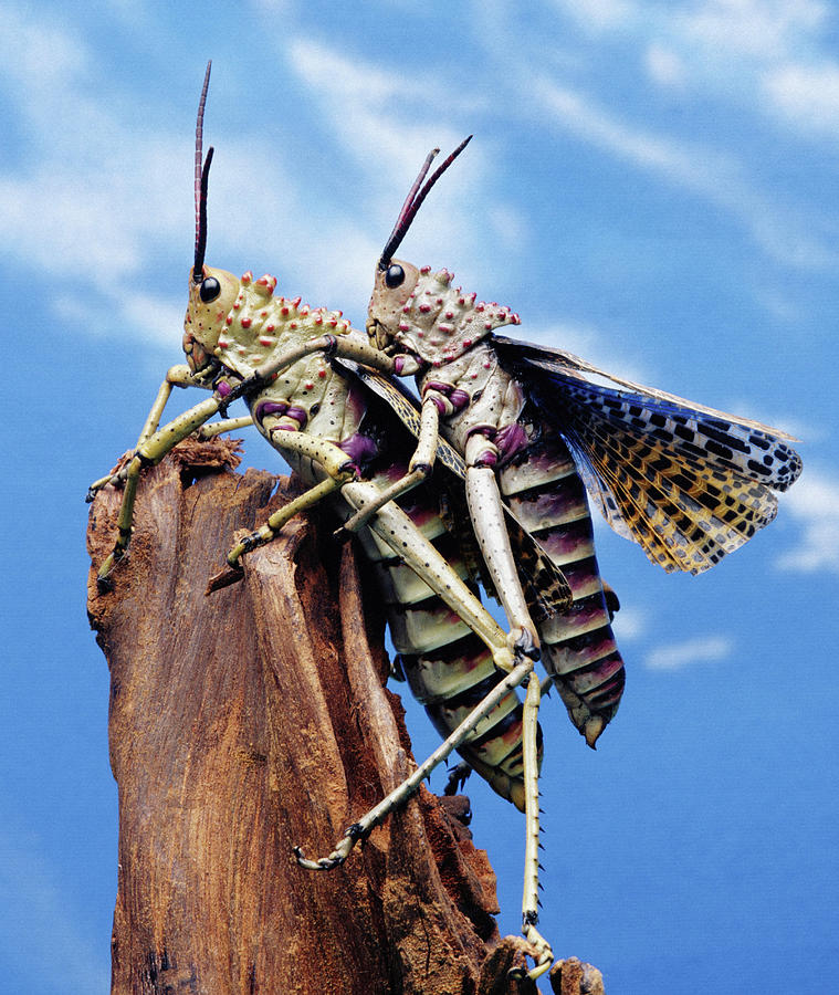 Grasshopper Digital Art - Grasshoppers On Tree Stump by Simon Murrell