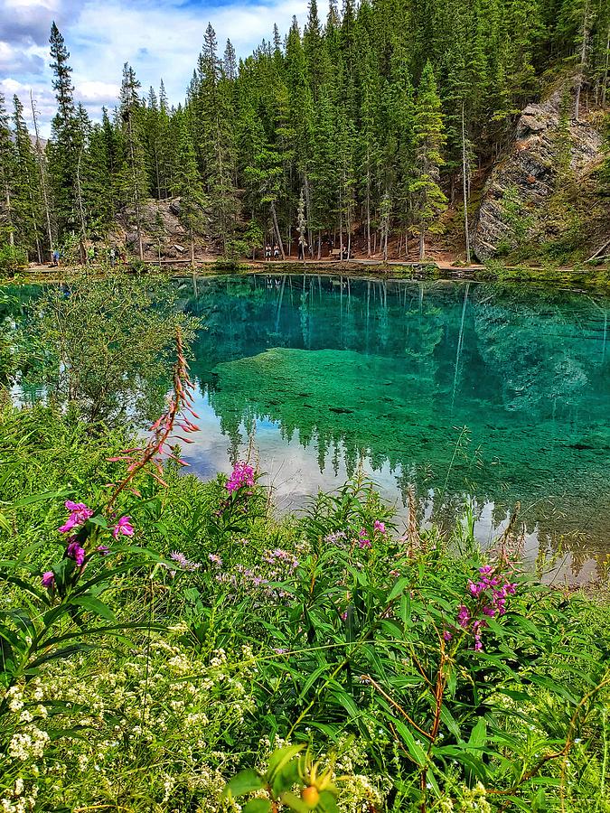 Grassi Lakes Wildflowers  Photograph by Nadia Seme