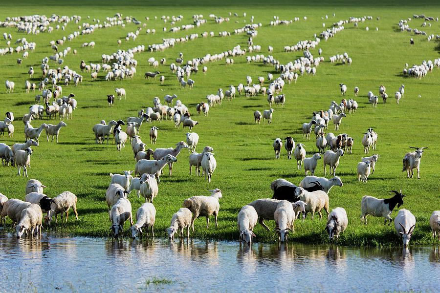 Grassland And Sheep by Zhouyousifang