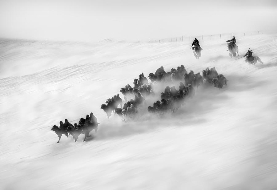 Winter Photograph - Grassland Ice And Snow, Camel Team Returns. by ???