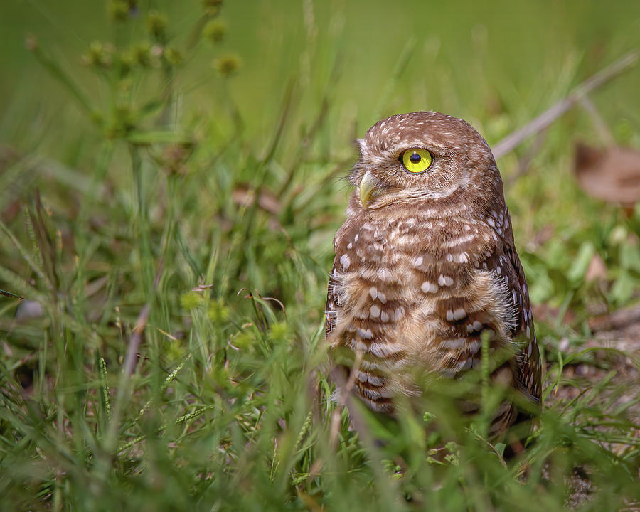 Grasslands Burrowing Owl Photograph by Mark Andrew Thomas
