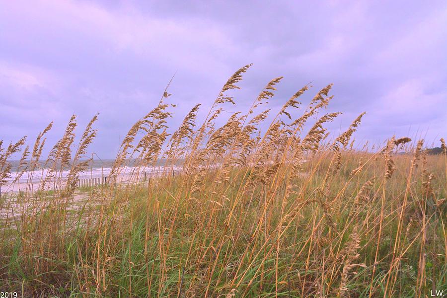Grassy Dunes Photograph by Lisa Wooten