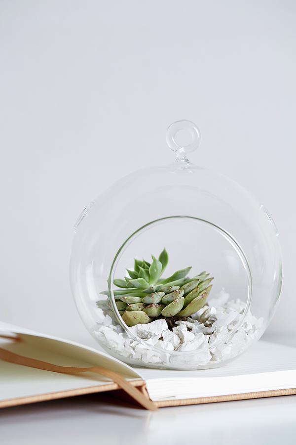 Gravel And Plant In Decorative, Spherical Glass Terrarium Photograph by Great Stock!
