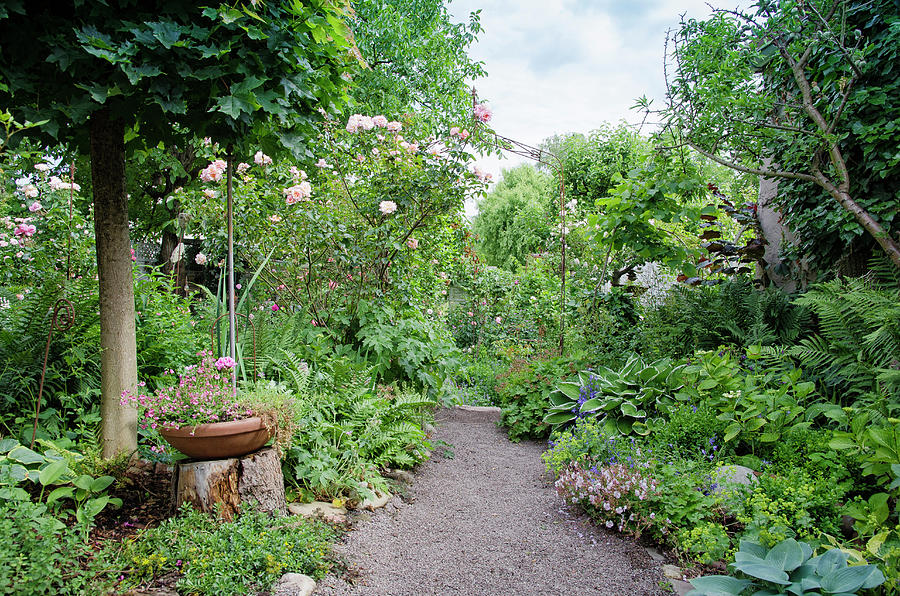 Gravel Path Between Beds With Perennials And Roses Photograph by Gudrun Itt