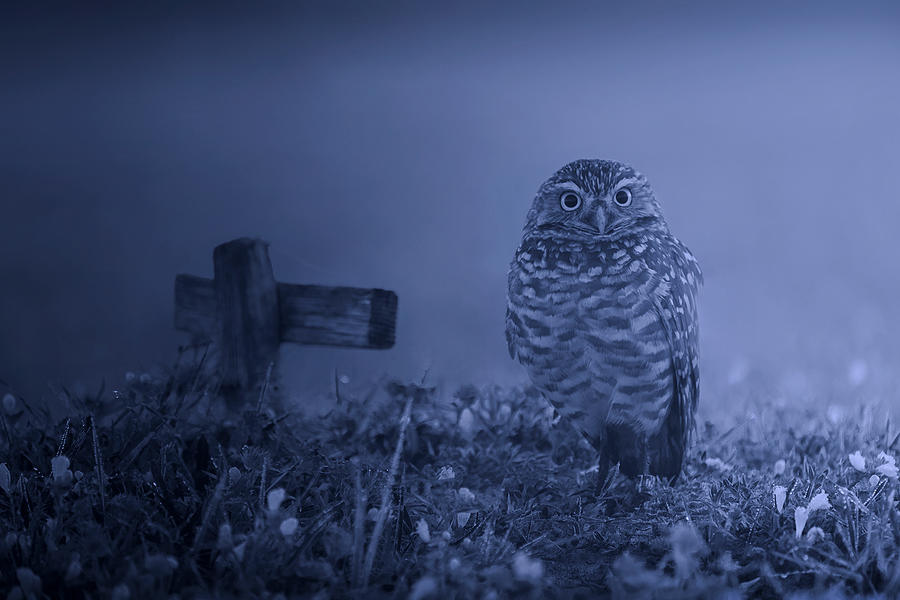 Wildlife Photograph - Graveyard Keeper by Leah Xu