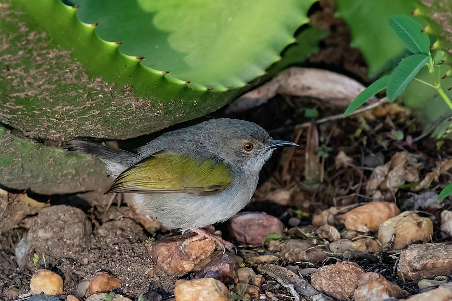 Gray Photograph - Gray-backed Camaroptera by Thomas Kallmeyer Gray Photograph - Gray-backed Camaroptera by Thomas Kallmeyer