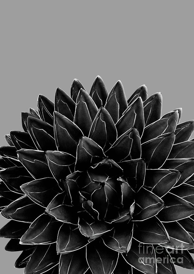 Nature Mixed Media - Gray Black Agave Chic #1 #succulent #decor #art by Anitas and Bellas Art